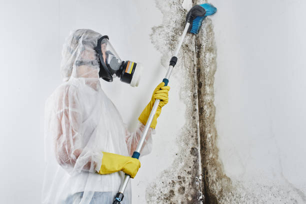 Best Home Mold Removal  in Larksville, PA
