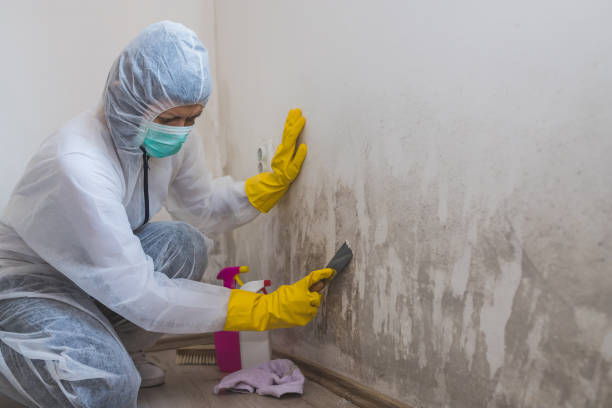 Home Mold Removal in Larksville, PA