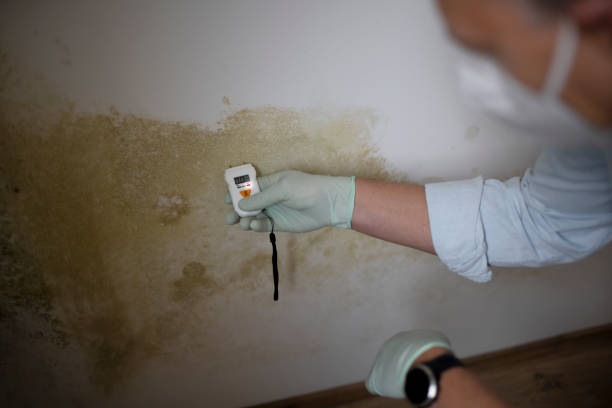 Best Crawl Space Mold Removal  in Larksville, PA