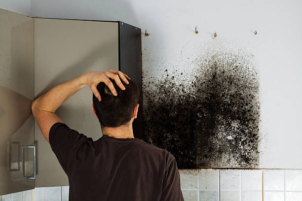 Best Black Mold Removal  in Larksville, PA