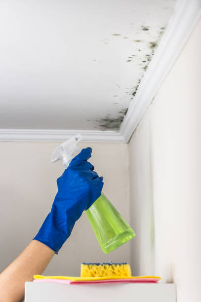 Best Black Mold Removal  in Larksville, PA